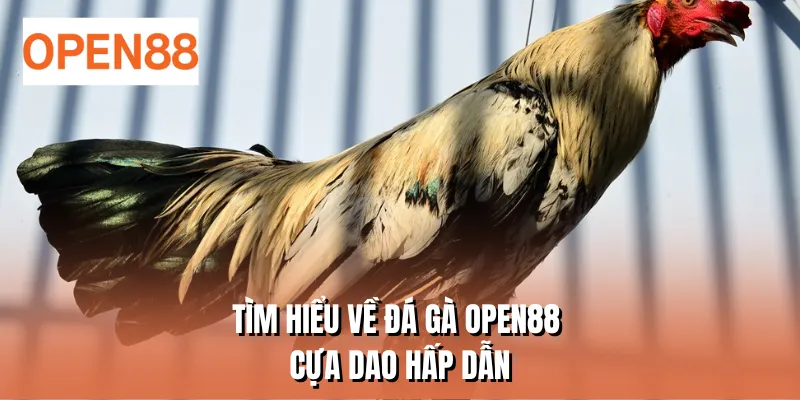 Tìm hiểu về đá gà OPEN88 cựa dao hấp dẫn